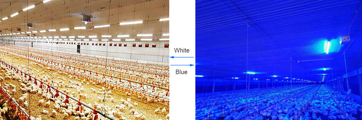 chicken lighting poultry farming